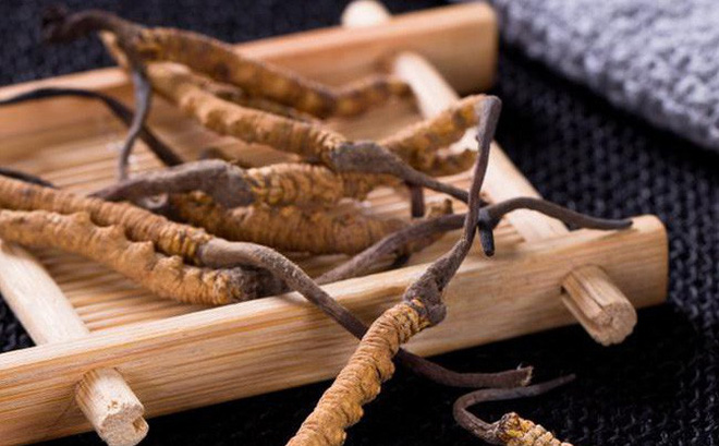 Đông Trùng Hạ Thảo Và Tác Dụng Trị Bá Bệnh