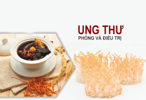  ĐÔNG TRÙNG HẠ THẢO HỖ TRỢ ĐIỀU TRỊ BỆNH UNG THƯ