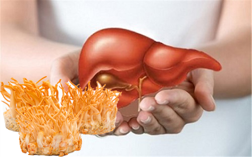  ĐÔNG TRÙNG HẠ THẢO HỖ TRỢ ĐIỀU TRỊ CÁC BỆNH VỀ GAN 