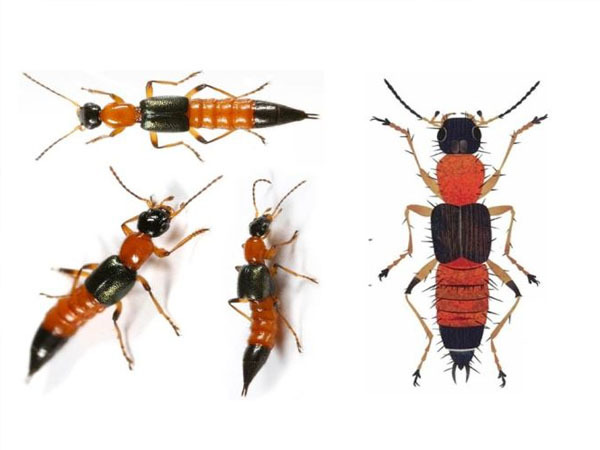 Nọc kiến ba khoang độc hơn rắn hổ 15 lần, cách chữa thế nào?