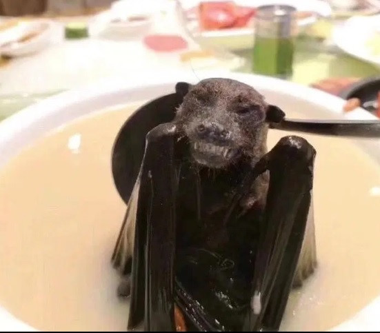 'Nghi phạm' dơi quạ gây dịch Covid-19